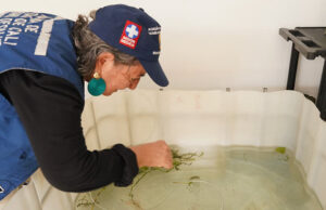 Los guppies, peces que ayudan a combatir el dengue