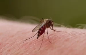 Se declara la emergencia sanitaria por dengue, autoridades de Salud del Valle piden reforzar acciones preventivas