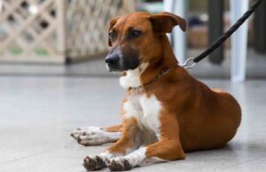 Unidad de protección animal alista su quinta jornada masiva de adopciones