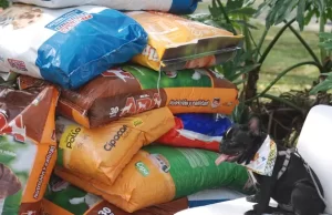 ‘Salvando Huellas’ 2023 rompió récord con 16 mil kilos de alimentos recolectados