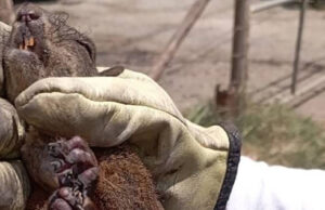 Un solo incendio y miles de pérdidas de vida silvestre