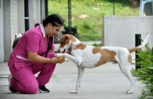 Animales rescatados del maltrato y abandono buscan un segundo hogar