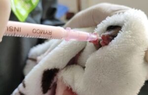 Trazando el camino hacia la recuperación de la Vida Silvestre