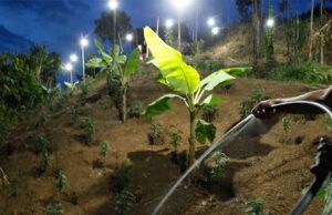 Proyecto de decreto para regulación médica y científica de cannabis y coca