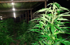 Crónica: Cultivadores de marihuana esperan la luz verde de la legalidad