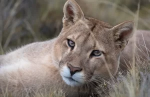 Muerte de puma por arma de fuego: Confirmación en Yotoco Valle