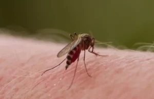 Alerta contra el dengue: Refuerzo de medidas en el hogar