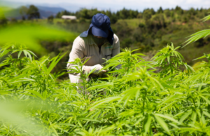 Cronica: Emprendimiento internacional amsterdammarijuanaseeds