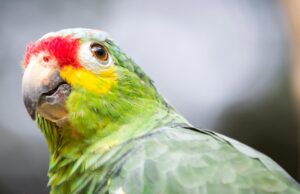 Trafican loros cabecirrojos en terminal de Cali
