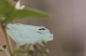 Acciones contra el Dengue: Gobernación del Valle en Campaña