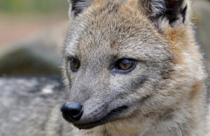 Dagma rescata Zorro Cañero en El Jardín, Cali sur