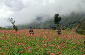 Desmantelados cultivos de amapola en el Macizo Colombiano por operaciones militares en el Cauca