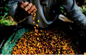 Crisis en cooperativas cafeteras