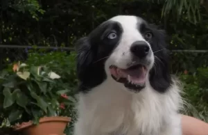 Gobernación del Valle lanzará el programa de Protección y Bienestar Animal