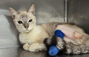 Salva la vida de Arkana víctima de presunto falso veterinario