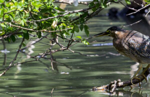 Cali celebra el ‘Día Internacional de la Diversidad Biológica’