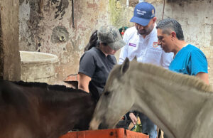 UAEPA rescata caballos en operativo en la comuna 19