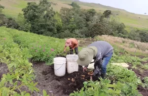 Valle del Cauca será el primer departamento con Plan Agroecológico