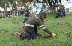 Participa en las siembras masivas de árboles