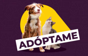 Atención a todos los amantes de los animales en Cali