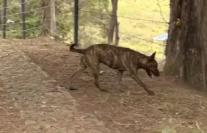 Gobernación del Valle Activa Ruta de Protección Animal