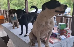 Donatón ‘Salvando Huellas’ de la Gobernación del Valle recolectó 15 toneladas de alimentos