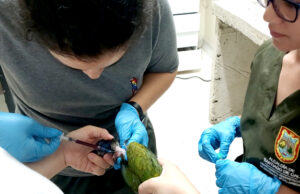 Operativos de control al tráfico de fauna