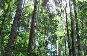 Gobierno lanza nueva herramienta virtual