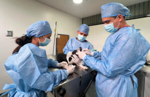 Las Jornadas de esterilización gratuita continúan esta semana