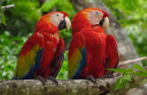 Valle Del Cauca, Hábitat Del 50% De Las Aves De Colombia