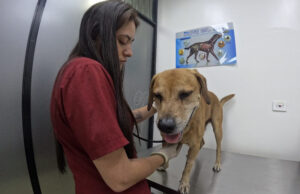 Mateo, el perro rescatado del incendio en El Guabal, se encuentra estable