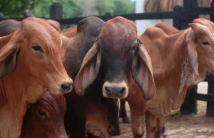 Colombia exporta carne bovina a 93 países