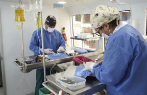 Semana de esterilizaciones gratuitas en Cali