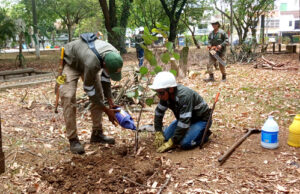 Dagma realiza reposición de árboles talados