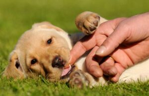 Acciones de la política de protección animal del Valle del Cauca