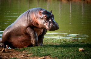 MinAmbiente adoptó plan para el manejo de los hipopótamos