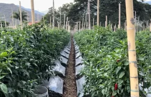 Todavía hay plazo para postularse y recibir créditos