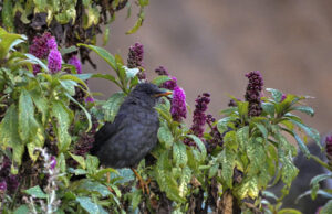 Alcalde de Cali anunció la semana mundial de la biodiversidad que se realizará cada año en Cali