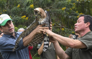 El águila ‘Kali’ retornó a su hábitat natural
