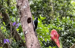 El Valle del Cauca, un paraíso de las Aves