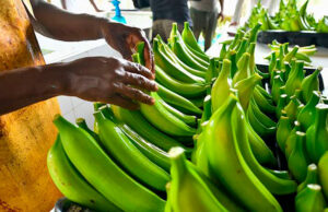 MinAgricultura anuncia aplazamiento de arancel a insumos agropecuarios