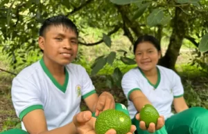 Aguacate Hass que se producen en Argelia, Valle, conquistan mercados internacionales