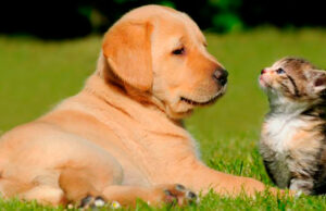 Colombia adopta protocolo para proteger animales en emergencias