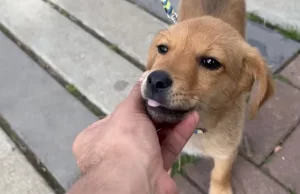 Gobernación recomienda a los vallecaucanos por el bien de los animalitos, no hacer uso de la pólvora