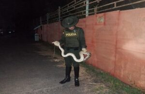 Gracias a la Ciudadanía, la Policía Ambiental Rescata a una Boa Constrictor.
