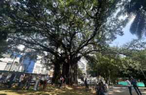Renovación ambiental en el Parque del Perro: Siembran caracolí y jardín para polinizadores