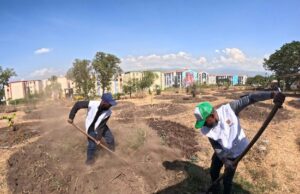 Más de veintinueve mil metros cuadrados del jarillón del río Cauca han sido recuperados ambientalmente
