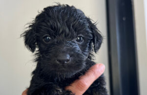 Un nuevo integrante en casa: consejos esenciales para la llegada de perros y gatos