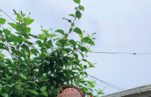 La tejedora raizal que transforma la artesanía de San Andrés con técnicas sostenibles