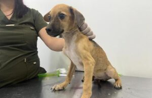 Cinco canes rescatados del abuso en Potrero Grande: Resguardo Animal dicta penalizaciones